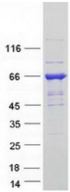 Coomassie blue staining of purified GBP5 protein.